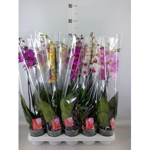 Phalaenopsis   ...mix