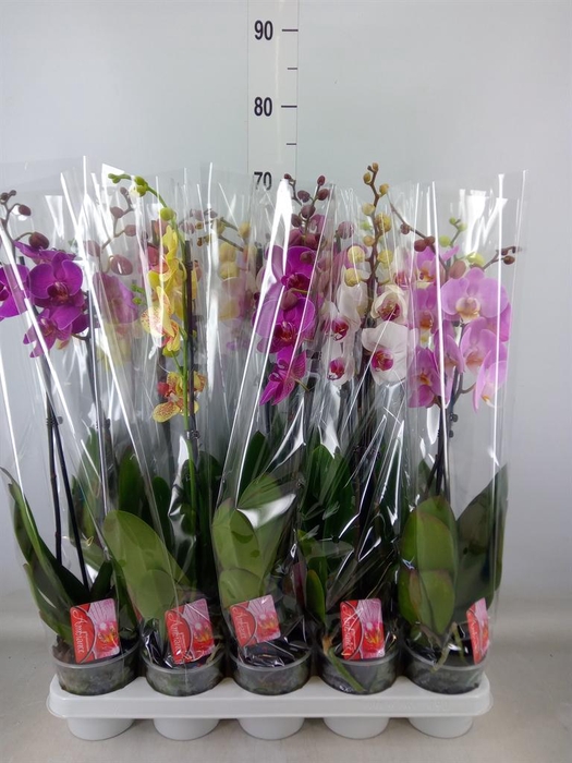 <h4>Phalaenopsis   ...mix</h4>
