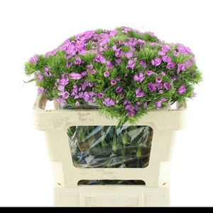 DI BARB MELIAN SUPER