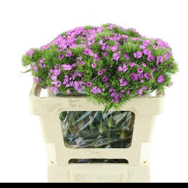 <h4>DI BARB MELIAN SUPER</h4>