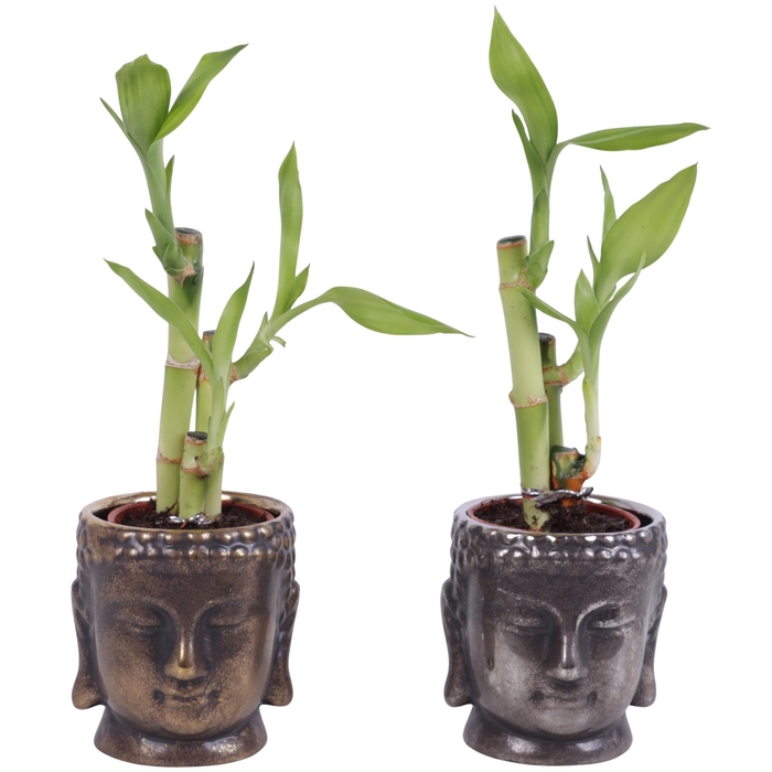<h4>Lucky Bamboo Toef in Ceramic Buddha Gold/Silver Ø08cm</h4>