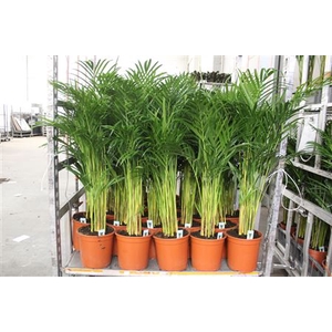 Dypsis Lutescens 15pp