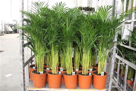 <h4>Dypsis Lutescens 15pp</h4>