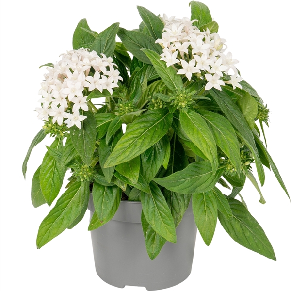 <h4>Pentas lanceolata ''Graffiti White''</h4>