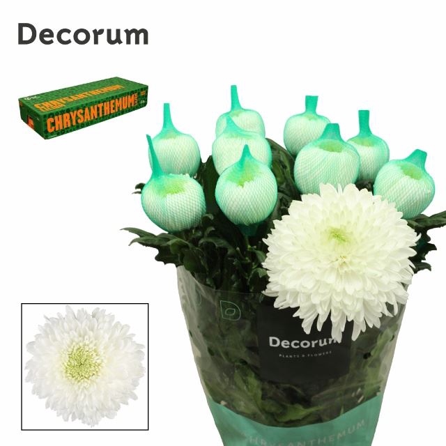 <h4>CHRYSANTHEMUM PL 'MAGNUM'</h4>