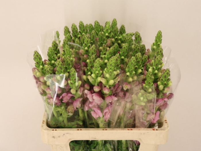 <h4>ANTIR POTO LAVEND</h4>