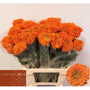 TAG E PROMISE ORANGE