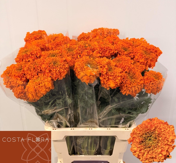 <h4>TAG E PROMISE ORANGE</h4>