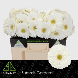 Gerbera Abe Water