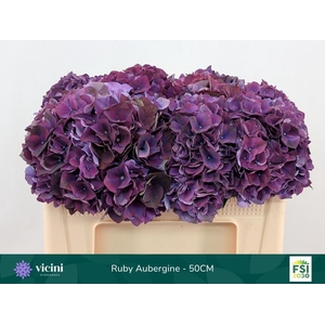 Hydrangea mag ruby red purple