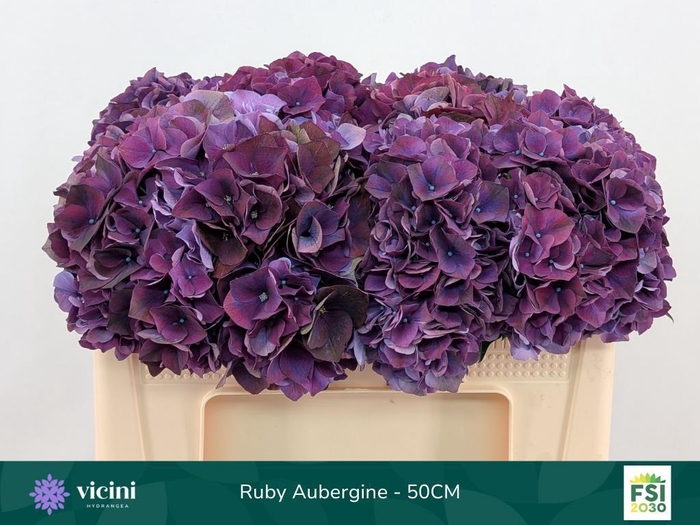 <h4>Hydrangea mag ruby red purple</h4>