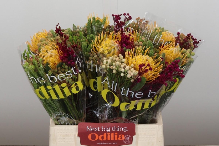 <h4>BQ Nutans Joti SFB</h4>