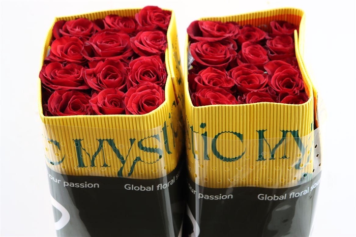 <h4>R Gr Redvolution</h4>