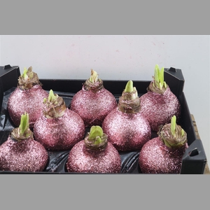 Wax Hipp Topline Gl Pastel Rose