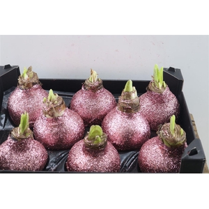 Wax Hipp Topline Gl Pastel Rose