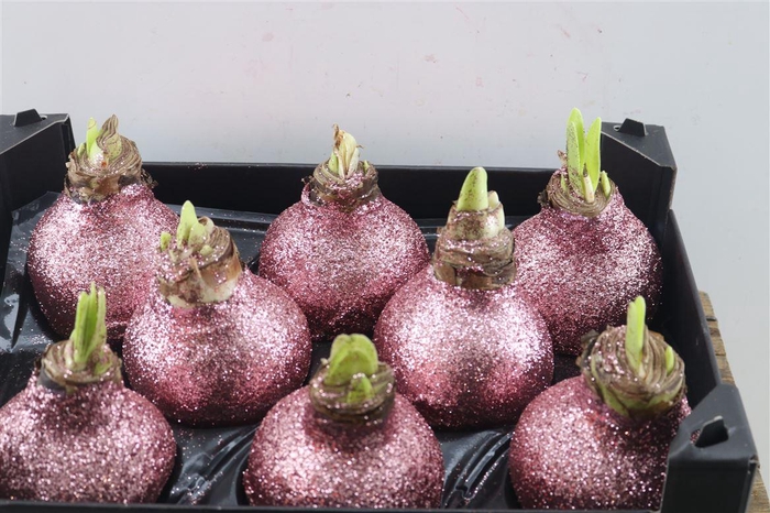 <h4>Wax Hipp Topline Gl Pastel Rose</h4>