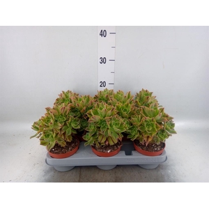 Aeonium   ...