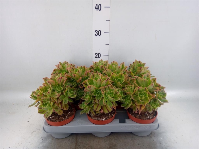 <h4>Aeonium ...</h4>