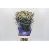 Limonium sinensis White Diamond