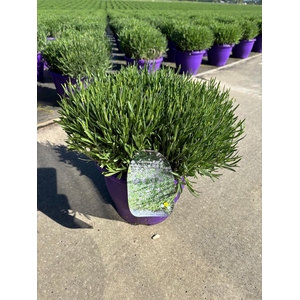Lavandula angus. 'Essence Pure'