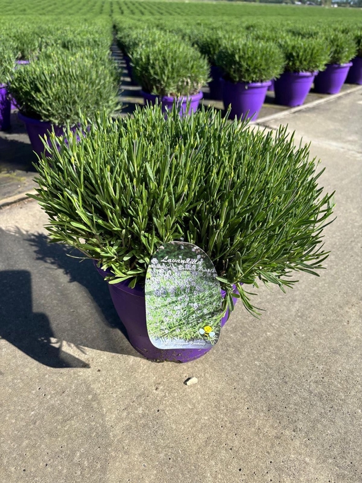 <h4>Lavandula angus. 'Essence Pure'</h4>