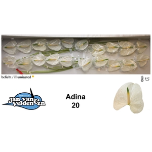 Anth Adina