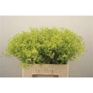 Alchemilla M Robustica X100