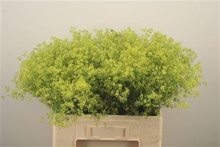 <h4>Alchemilla M Robustica X100</h4>
