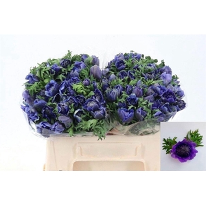 ANEM CO FSTAR D BLUE