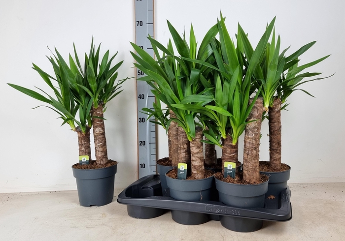 <h4>YUC ELEPHANTIPES</h4>