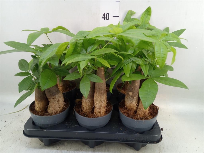 <h4>Pachira aquatica</h4>