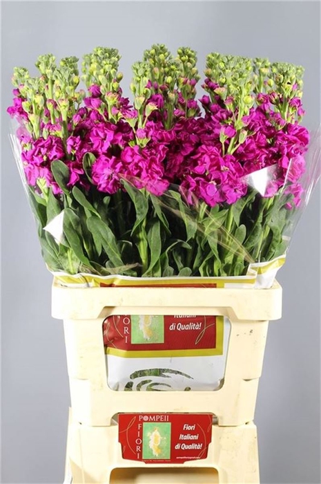 <h4>Matthiola Iron Rose | Heavy Quality</h4>