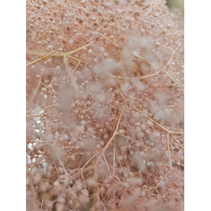 GESTABILISEERD GYPS MILLION STAR LICHTROSE