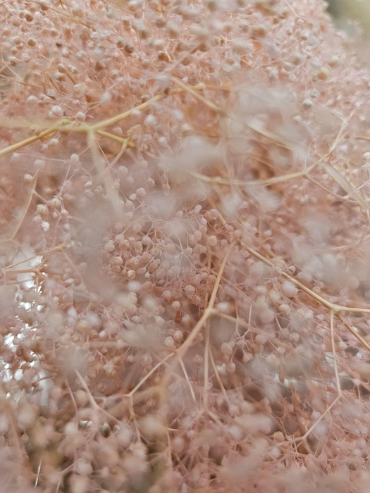 <h4>GESTABILISEERD GYPS MILLION STAR LICHTROSE</h4>