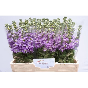 Matth Figaro Lavende