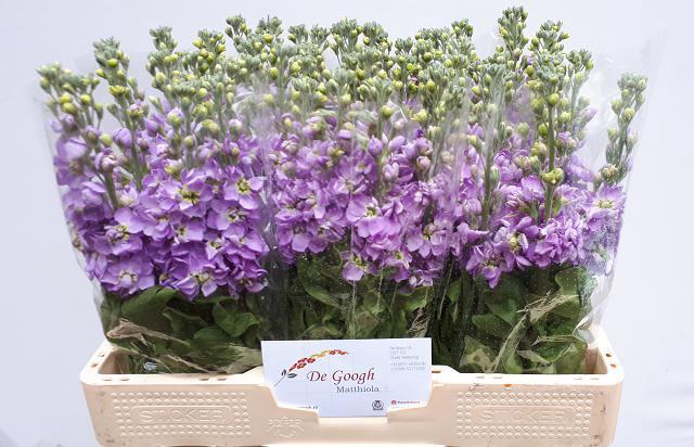 Matth Figaro Lavende