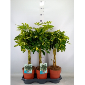 Schefflera arbor. 'Gold Capella'