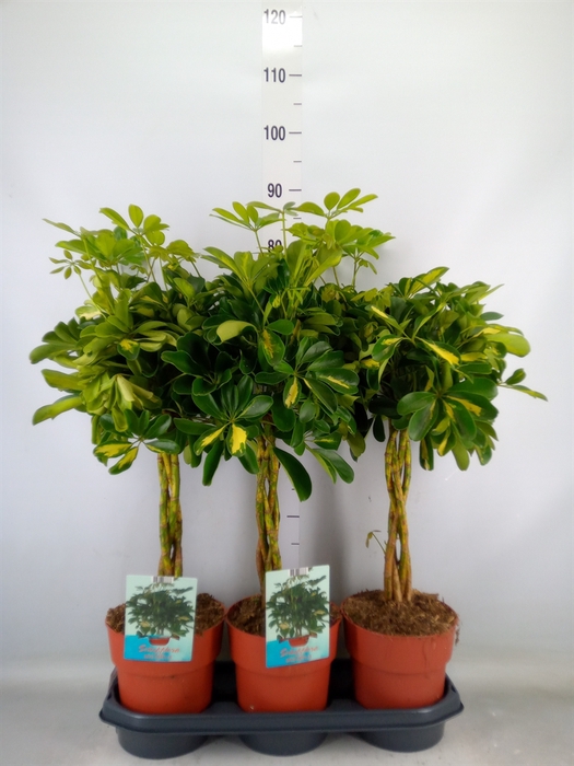 <h4>Schefflera arbor. 'Gold Capella'</h4>