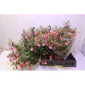 arr8 Fuchsia Patio Prince