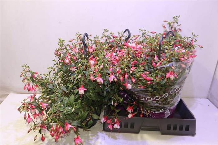 <h4>arr8 Fuchsia Patio Prince</h4>