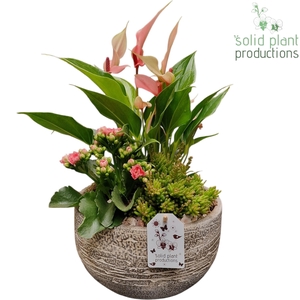 AT051 Dakota Small Pink Anthurium