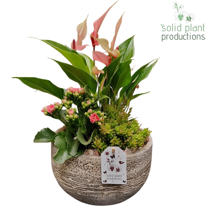 <h4>AT051 Dakota Small Pink Anthurium</h4>