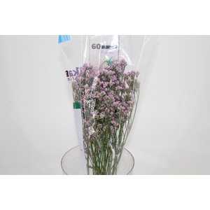 LIMONIUM 060 CM ROSA