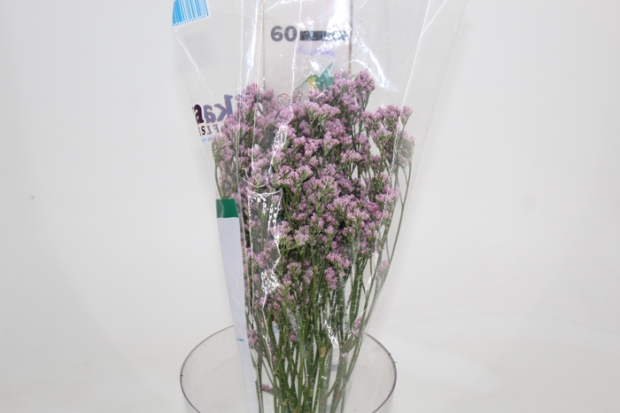 <h4>LIMONIUM 060 CM ROSA</h4>