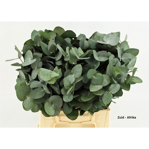 Euca Cinerea 45 Cm P Stem