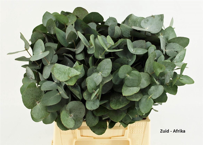 <h4>Euca Cinerea 45 Cm P Stem</h4>