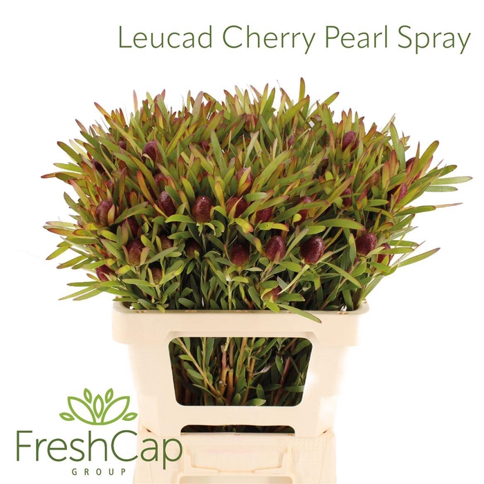 <h4>Leucad Cherry Pearl Spray</h4>