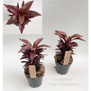 Cordyline Pink Champion 12cm