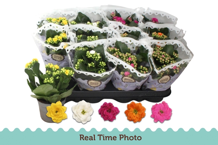 <h4>KAL GE GEM 5 KL</h4>