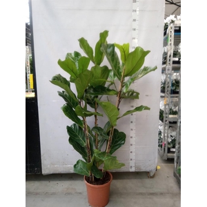 Ficus lyrata